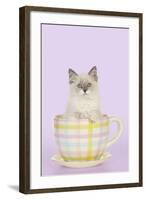 Ragdoll Kitten Sitting in Tea Cup-null-Framed Photographic Print