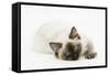 Ragdoll Kitten with Deep Blue Eyes, 12 Weeks, Lying Down-Mark Taylor-Framed Stretched Canvas