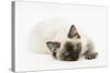 Ragdoll Kitten with Deep Blue Eyes, 12 Weeks, Lying Down-Mark Taylor-Stretched Canvas