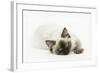 Ragdoll Kitten with Deep Blue Eyes, 12 Weeks, Lying Down-Mark Taylor-Framed Photographic Print