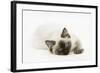 Ragdoll Kitten with Deep Blue Eyes, 12 Weeks, Lying Down-Mark Taylor-Framed Photographic Print