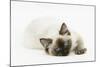 Ragdoll Kitten with Deep Blue Eyes, 12 Weeks, Lying Down-Mark Taylor-Mounted Photographic Print