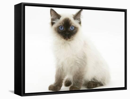 Ragdoll Kitten with Deep Blue Eyes, 12 Weeks, Sitting-Mark Taylor-Framed Stretched Canvas
