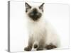 Ragdoll Kitten with Deep Blue Eyes, 12 Weeks, Sitting-Mark Taylor-Stretched Canvas