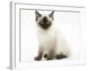 Ragdoll Kitten with Deep Blue Eyes, 12 Weeks, Sitting-Mark Taylor-Framed Photographic Print