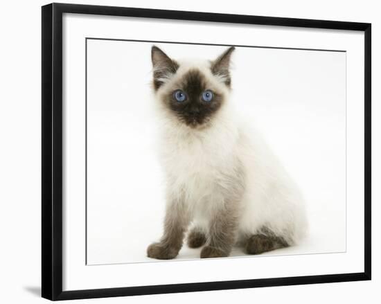 Ragdoll Kitten with Deep Blue Eyes, 12 Weeks, Sitting-Mark Taylor-Framed Photographic Print