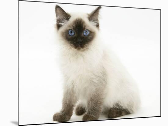 Ragdoll Kitten with Deep Blue Eyes, 12 Weeks, Sitting-Mark Taylor-Mounted Photographic Print