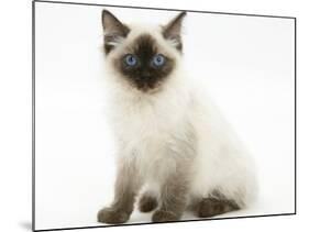 Ragdoll Kitten with Deep Blue Eyes, 12 Weeks, Sitting-Mark Taylor-Mounted Photographic Print