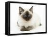 Ragdoll Kitten with Deep Blue Eyes, 12 Weeks-Mark Taylor-Framed Stretched Canvas