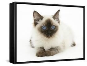 Ragdoll Kitten with Deep Blue Eyes, 12 Weeks-Mark Taylor-Framed Stretched Canvas