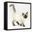 Ragdoll Kitten with Deep Blue Eyes, 12 Weeks-Mark Taylor-Framed Stretched Canvas