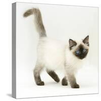Ragdoll Kitten with Deep Blue Eyes, 12 Weeks-Mark Taylor-Stretched Canvas