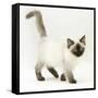 Ragdoll Kitten with Deep Blue Eyes, 12 Weeks-Mark Taylor-Framed Stretched Canvas