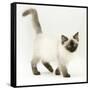 Ragdoll Kitten with Deep Blue Eyes, 12 Weeks-Mark Taylor-Framed Stretched Canvas