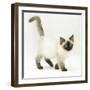 Ragdoll Kitten with Deep Blue Eyes, 12 Weeks-Mark Taylor-Framed Premium Photographic Print