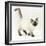 Ragdoll Kitten with Deep Blue Eyes, 12 Weeks-Mark Taylor-Framed Premium Photographic Print