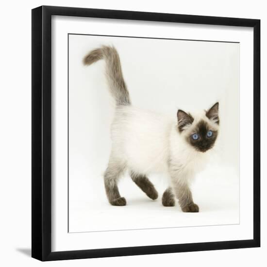 Ragdoll Kitten with Deep Blue Eyes, 12 Weeks-Mark Taylor-Framed Premium Photographic Print