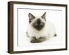 Ragdoll Kitten with Deep Blue Eyes, 12 Weeks-Mark Taylor-Framed Photographic Print