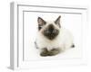 Ragdoll Kitten with Deep Blue Eyes, 12 Weeks-Mark Taylor-Framed Photographic Print