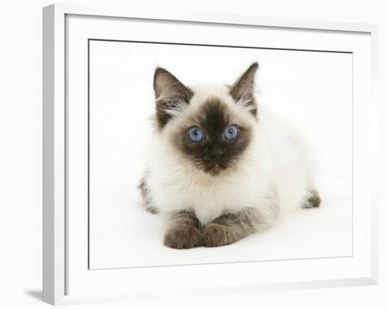 Ragdoll Kitten with Deep Blue Eyes, 12 Weeks-Mark Taylor-Framed Photographic Print