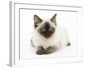 Ragdoll Kitten with Deep Blue Eyes, 12 Weeks-Mark Taylor-Framed Photographic Print