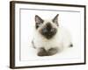 Ragdoll Kitten with Deep Blue Eyes, 12 Weeks-Mark Taylor-Framed Photographic Print