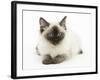 Ragdoll Kitten with Deep Blue Eyes, 12 Weeks-Mark Taylor-Framed Photographic Print