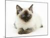 Ragdoll Kitten with Deep Blue Eyes, 12 Weeks-Mark Taylor-Mounted Photographic Print