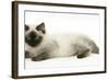 Ragdoll Kitten with Deep Blue Eyes, 12 Weeks-Mark Taylor-Framed Photographic Print