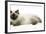 Ragdoll Kitten with Deep Blue Eyes, 12 Weeks-Mark Taylor-Framed Photographic Print