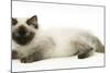 Ragdoll Kitten with Deep Blue Eyes, 12 Weeks-Mark Taylor-Mounted Photographic Print