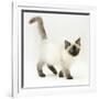 Ragdoll Kitten with Deep Blue Eyes, 12 Weeks-Mark Taylor-Framed Photographic Print