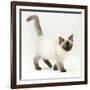 Ragdoll Kitten with Deep Blue Eyes, 12 Weeks-Mark Taylor-Framed Photographic Print