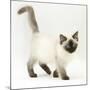 Ragdoll Kitten with Deep Blue Eyes, 12 Weeks-Mark Taylor-Mounted Photographic Print