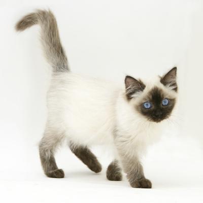 Ragdoll Kitten with Deep Blue Eyes, 12 Weeks
