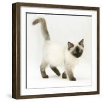 Ragdoll Kitten with Deep Blue Eyes, 12 Weeks-Mark Taylor-Framed Photographic Print