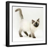 Ragdoll Kitten with Deep Blue Eyes, 12 Weeks-Mark Taylor-Framed Photographic Print