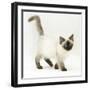 Ragdoll Kitten with Deep Blue Eyes, 12 Weeks-Mark Taylor-Framed Photographic Print