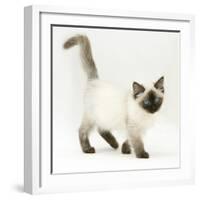 Ragdoll Kitten with Deep Blue Eyes, 12 Weeks-Mark Taylor-Framed Photographic Print