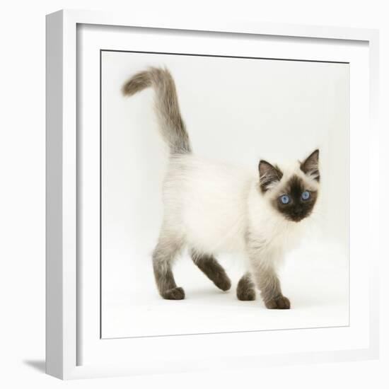 Ragdoll Kitten with Deep Blue Eyes, 12 Weeks-Mark Taylor-Framed Photographic Print