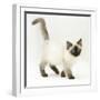 Ragdoll Kitten with Deep Blue Eyes, 12 Weeks-Mark Taylor-Framed Photographic Print