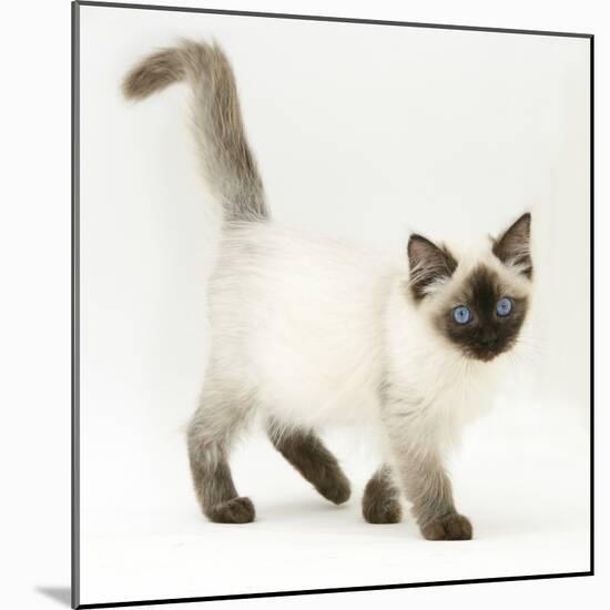 Ragdoll Kitten with Deep Blue Eyes, 12 Weeks-Mark Taylor-Mounted Photographic Print