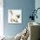 Ragdoll Kitten with Deep Blue Eyes, 12 Weeks-Mark Taylor-Photographic Print displayed on a wall
