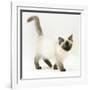 Ragdoll Kitten with Deep Blue Eyes, 12 Weeks-Mark Taylor-Framed Photographic Print