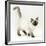 Ragdoll Kitten with Deep Blue Eyes, 12 Weeks-Mark Taylor-Framed Photographic Print