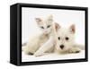 Ragdoll Kitten with West Highland White Terrier Puppy-Jane Burton-Framed Stretched Canvas