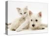 Ragdoll Kitten with West Highland White Terrier Puppy-Jane Burton-Stretched Canvas