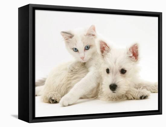 Ragdoll Kitten with West Highland White Terrier Puppy-Jane Burton-Framed Stretched Canvas