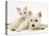 Ragdoll Kitten with West Highland White Terrier Puppy-Jane Burton-Stretched Canvas