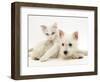 Ragdoll Kitten with West Highland White Terrier Puppy-Jane Burton-Framed Premium Photographic Print